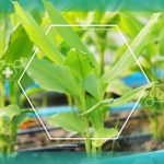 Sustainable Innovation in Thai Medicinal Grass: The Next Big Thing in Herbal Therapy