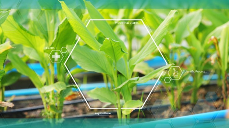 Sustainable Innovation in Thai Medicinal Grass: The Next Big Thing in Herbal Therapy